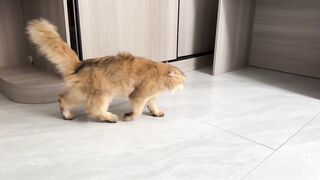 So funny and cute????! The rooster wants to make friends with the puppy and the puppy is surprised