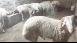 الاساسيات الشرعيه فى اختيار الاضحيه