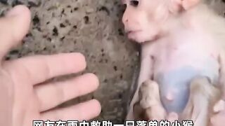 smart monkey 4