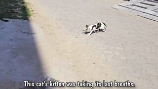 A crying mother cat brought her dying kitten to a man. Just unbelieveble!4