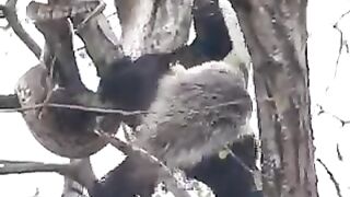 Ratel fâché