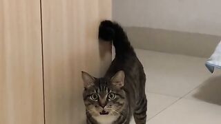 cutest cat videos