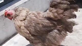 Farming of chicken
