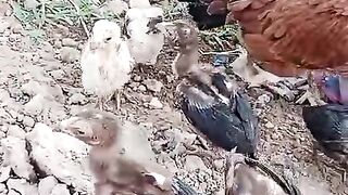 Mither of some chicken