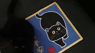 cute cat videos 2