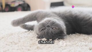 Furry Funnies: Pets Caught on Camera