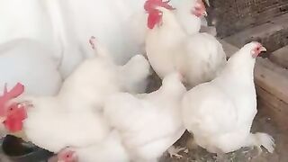 Red blood white blood chicken