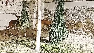 The hanging grass