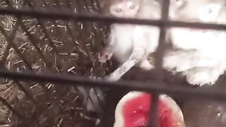 Monkey eating 2