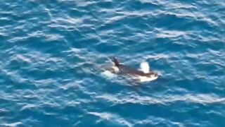 As Orcas