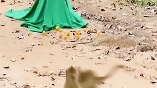 Prank Monkey with Fake Tiger