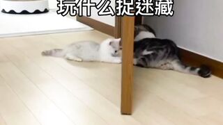 Cat funny vidéo