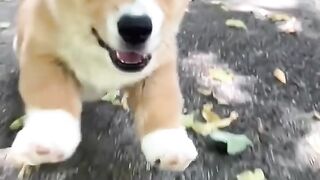 The little cutie running ❤️