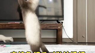 The Angora marten is also called the neurotic marten, and it also has a special "night-blooming jasmine
