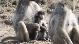 Baboon Baby Copyright Free Animal Videos