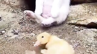 #Friendship_between_the_puppy_little_money_haha
