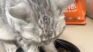 #Thecat_eats_voraciously_she_is_hungry