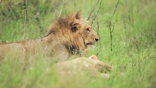 Male Lion