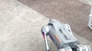 dog vs robot