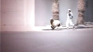 كل عام وانتم بخير ههههههههههه