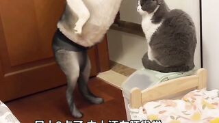Funniest dog dancers????