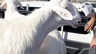 حيوان اليييف
