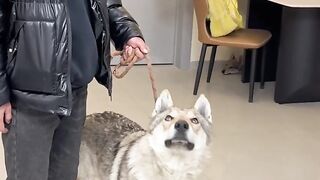 funny dog videos try not to laugh talking 3 2