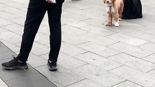 dog  shorts  robotdog
