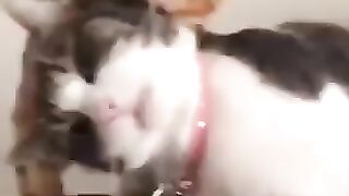 مضحک 2