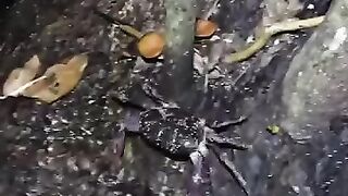 Le plus grand crabe