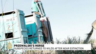 Przewalski's horse: Subspecies returned to wilds after near extinction