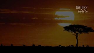 animal video#khan 13