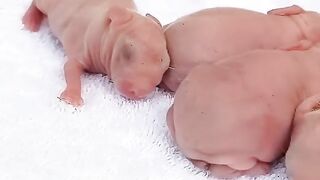 Rabbit Growth - Baby Animals 1 To 16 Days