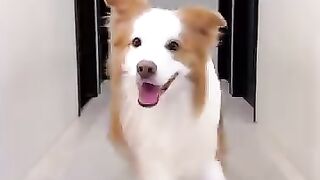 Chien mannequin
