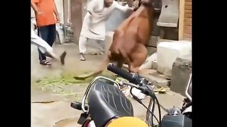 Top Funny video qurbani ke janwar qurbani ke janwar video 2024