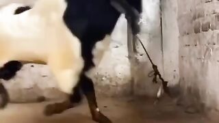 Oh, my God ! He smashed the wall, good luck