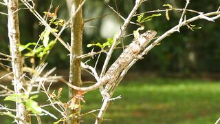 Chameleon perched on a branch