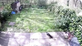 Cats vs Unexpected Visitor | Manchester Moggies