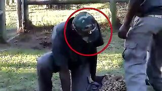 Leopard vs Zookeeper ????????