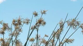 Weeds waving in the breeze