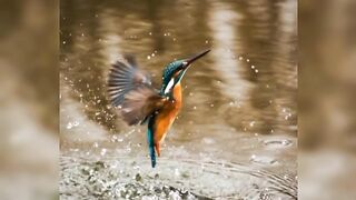 Siging birds #