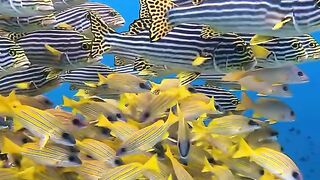 Super amazing video viral short jumping of fishing