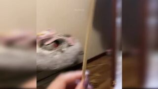 Baby Cats - Cute and Funny Cat Videos Compilation #34 | Aww Animals 3