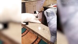 ???? Funniest ???? Dogs and ???? Cats - Awesome Funny Pet Animals Videos ???? 8