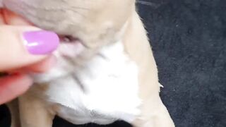 #funnypet 15