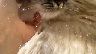 My beautiful cat Gaïa