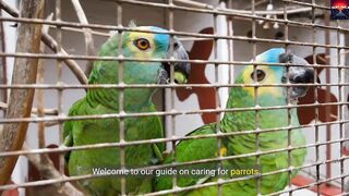 6 tips for caring for parrots