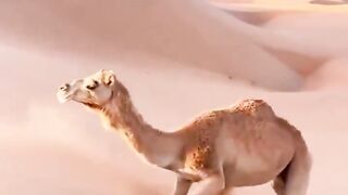 camel movement