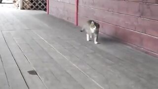 strange cat behavior