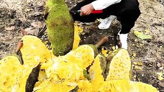 Giant jackfruit